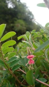 Wild plants Stock Photos