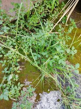 Wild plants Foto stock
