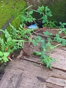 The wild plants Foto stock