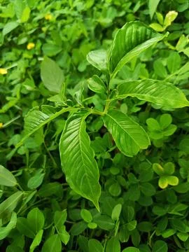 Wild plants Stock Photos