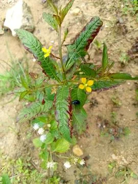 Wild Plants Stock Photos