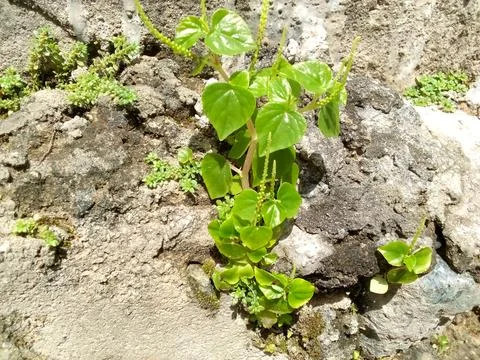 Wild Plants Stock Photos