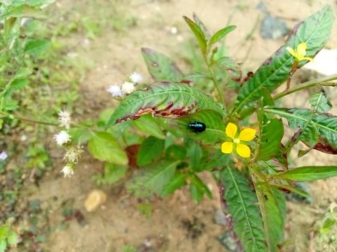 Wild Plants Stock Photos