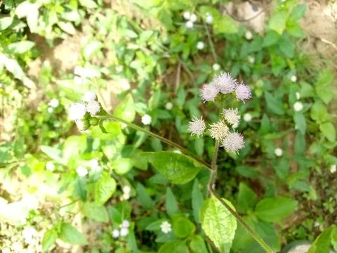 Wild Plants Stock Photos