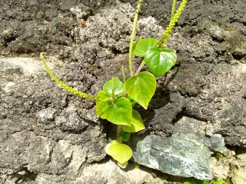 Wild Plants Stock Photos
