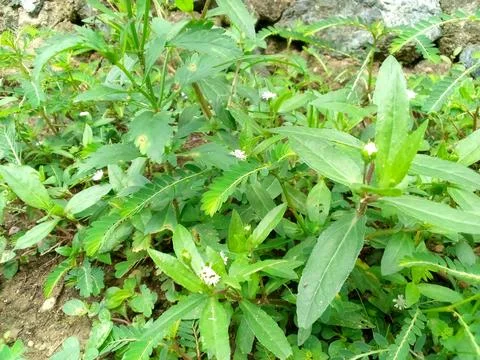 Wild Plants Stock Photos