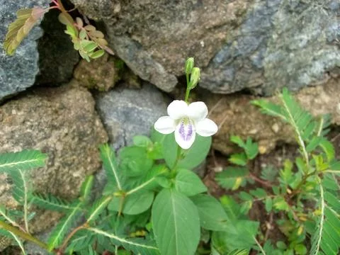 Wild Plants Stock Photos