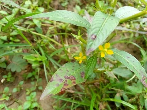 Wild Plants Stock Photos