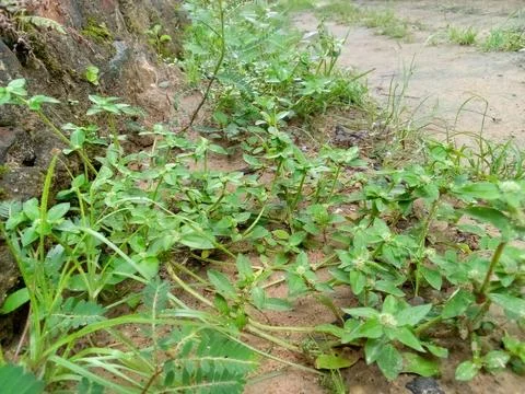 Wild Plants Stock Photos