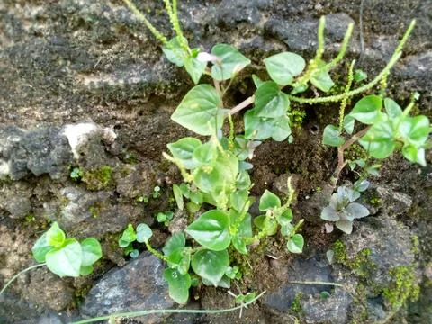 Wild Plants Stock Photos