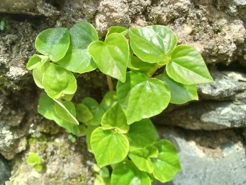 Wild Plants Stock Photos