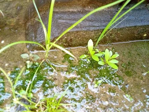 Wild Plants Stock Photos