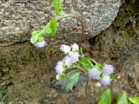 Wild Plants Stock Photos