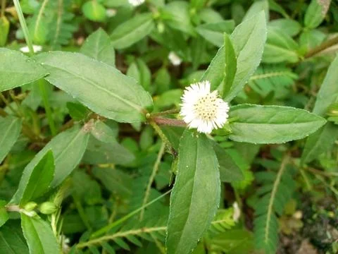 Wild Plants Stock Photos