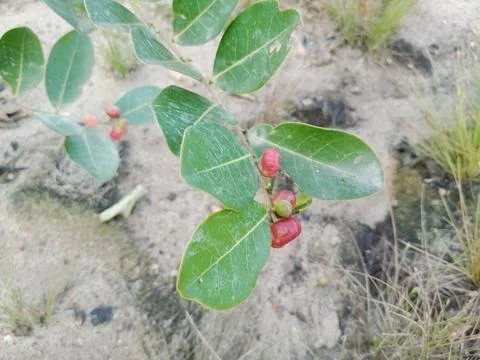 Wild Plants Stock Photos