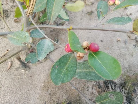 Wild Plants Stock Photos