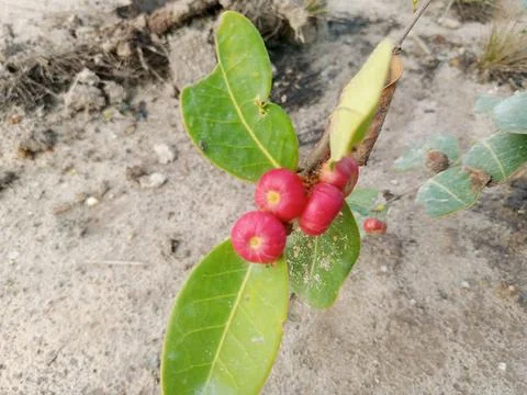 Wild Plants Stock Photos