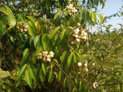 Wild Plants Stock Photos