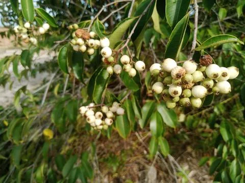 Wild Plants Stock Photos