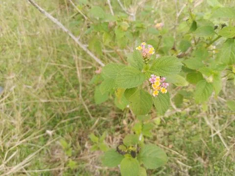 Wild Plants Stock Photos