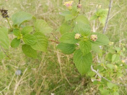 Wild Plants Stock Photos