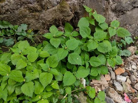 Wild plants Stock Photos
