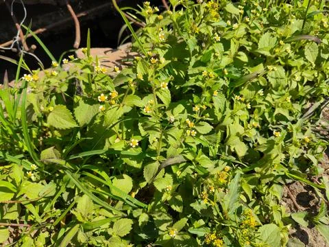 Wild plants Stock Photos