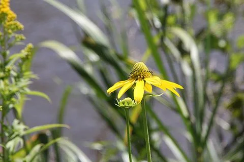 Wild plants in the river Stock Photos