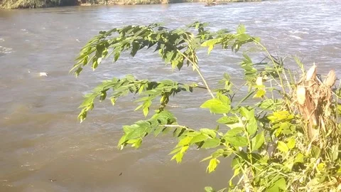 Wild plants on the riverbank 스톡 동영상 335081601