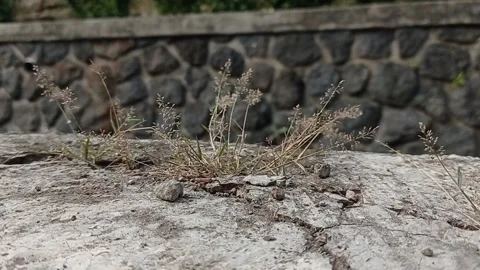 Wild plants on the road blown off Stock Footage 137143330