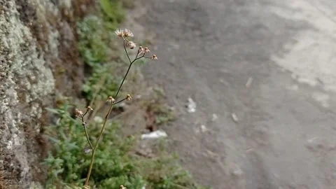 Wild plants on the road blown off Stock Footage 137143417