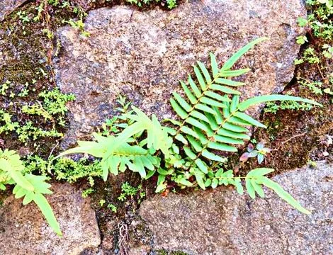 Wild plants on the rock wall Stock Photos