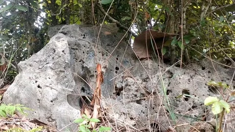 Wild plants on the rocks Stock Footage 328703625