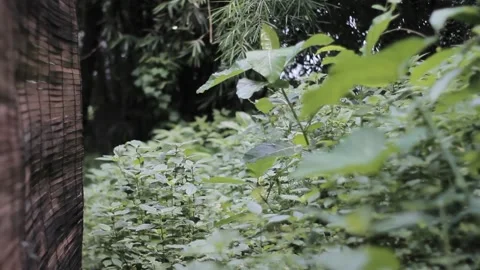 Wild plants seen in the bamboo forest Stock Footage 234039191