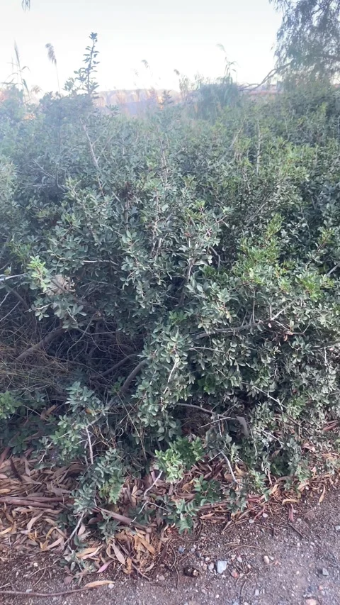 Wild plants. Shrubs. Trees. Vertical video Stock Footage 287498987