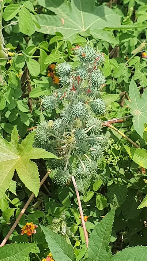 Wild plants on the side of the road Stock Footage 329356300