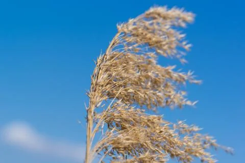 Wild plants on sky background Stock Photos