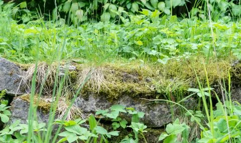 Wild plants in spring Stock Photos