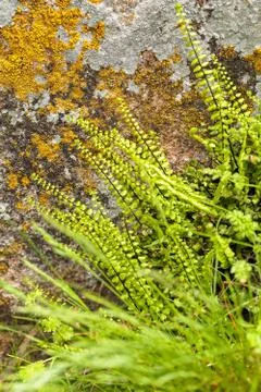 Wild plants on the stone Free Stock Photos