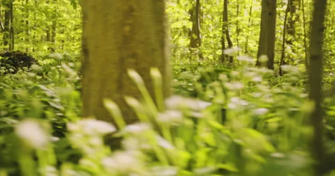Wild Plants Surrounded by Tall Trees in the Middle of the Forest Video stock 134083378