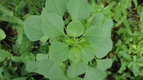 Wild plants in the swamp Video stock 225232472