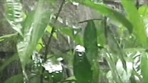 Wild plants that thrive on the walls Stock Footage 197074248