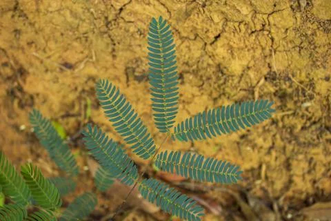 Wild plants with tiny leaves on the soil background Stock Photos