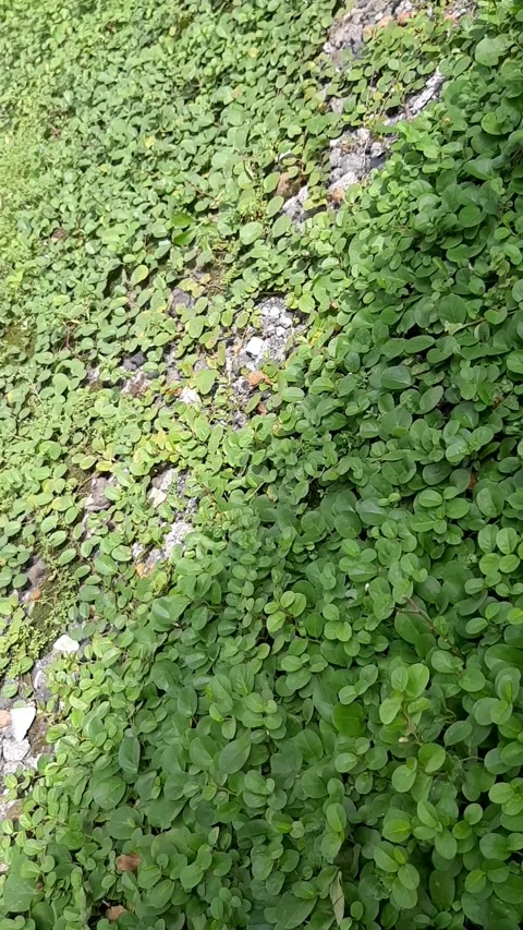 Wild Plants - Vertical Diagonal View Stock Footage 236392717
