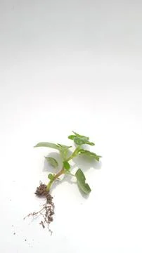 Wild plants on the wall Stock-Fotos