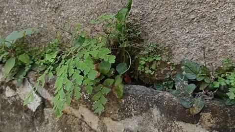 The wild plants on the walls in the wind Stock Footage 136942344