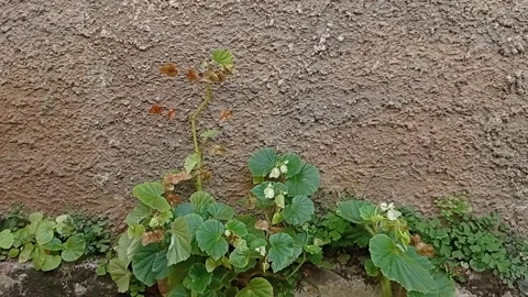 The wild plants on the walls in the wind Stock Footage 136942571