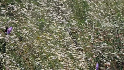 Wild plants waving in the strong wind Stock Footage 321002050