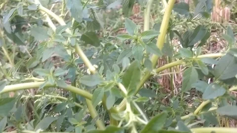 Wild plants in the wild Видео 332780696