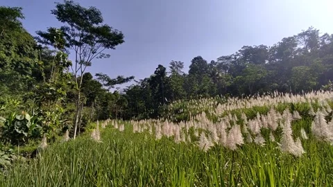 Wild plants in the wilderness 스톡 동영상 242821957